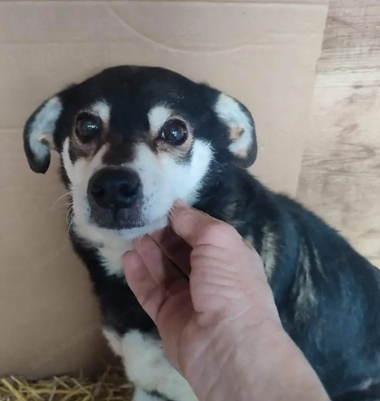 Lepi und Lepa wünschen sich gemeinsames Zuhause - NOTFALL