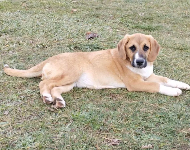 Cvila sucht ein liebevolles Zuhause