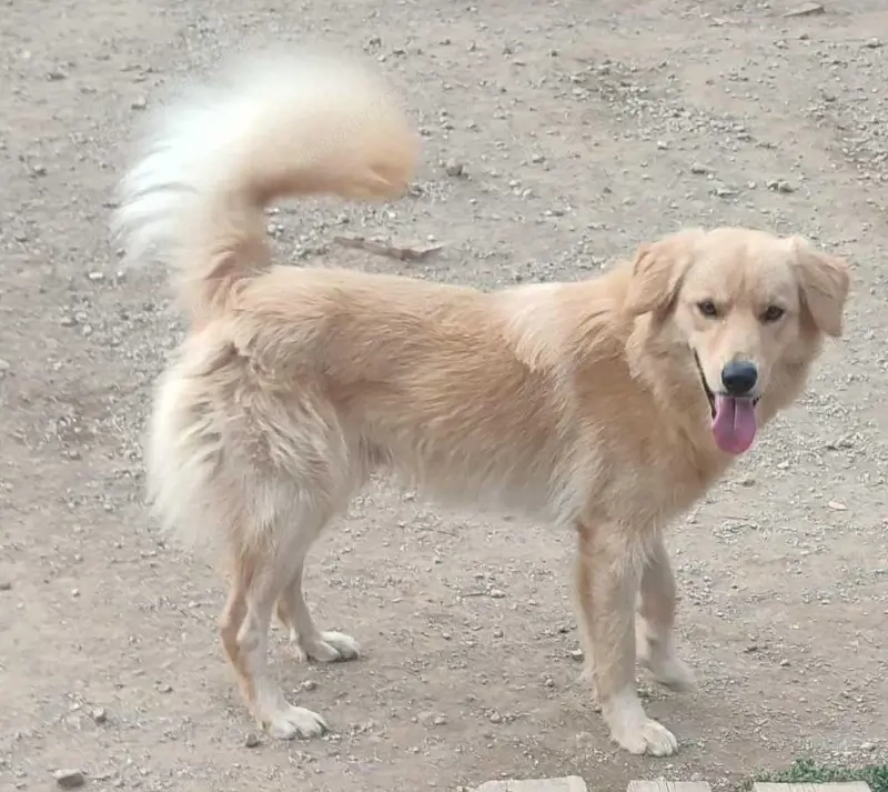 Zlatni möchte IHNEN seine Liebe schenken