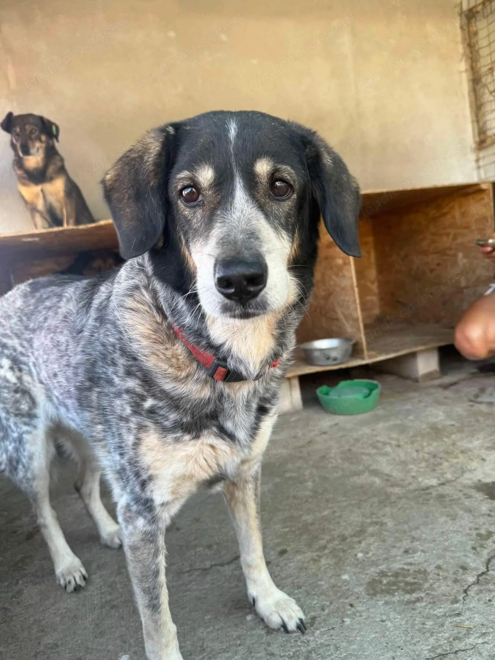 Marisa - Gelassenheit auf vier Pfoten