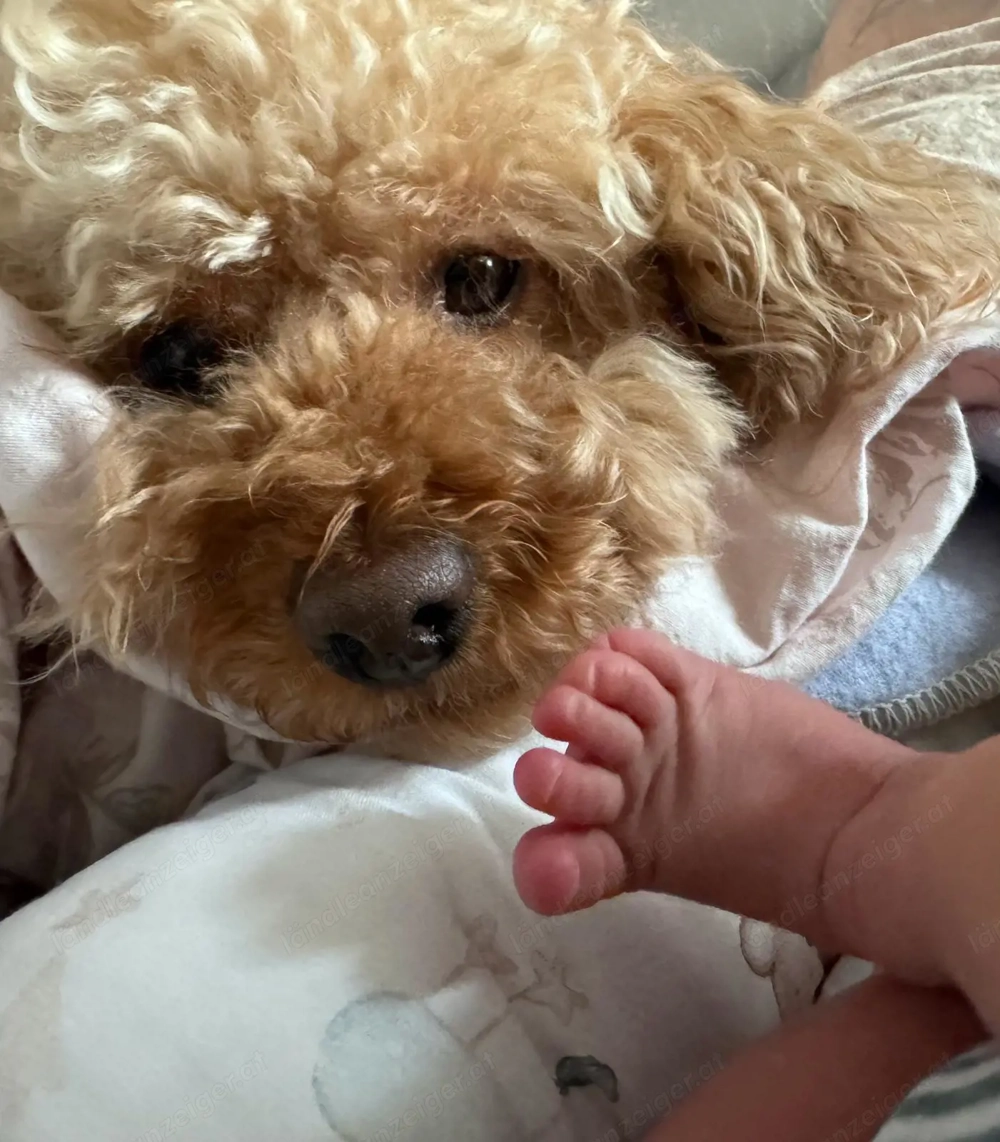 Ein Ehepaar (Architektin und Schichtleiter) mit einem Kind sucht eine 3 Zimmer Wohnung 