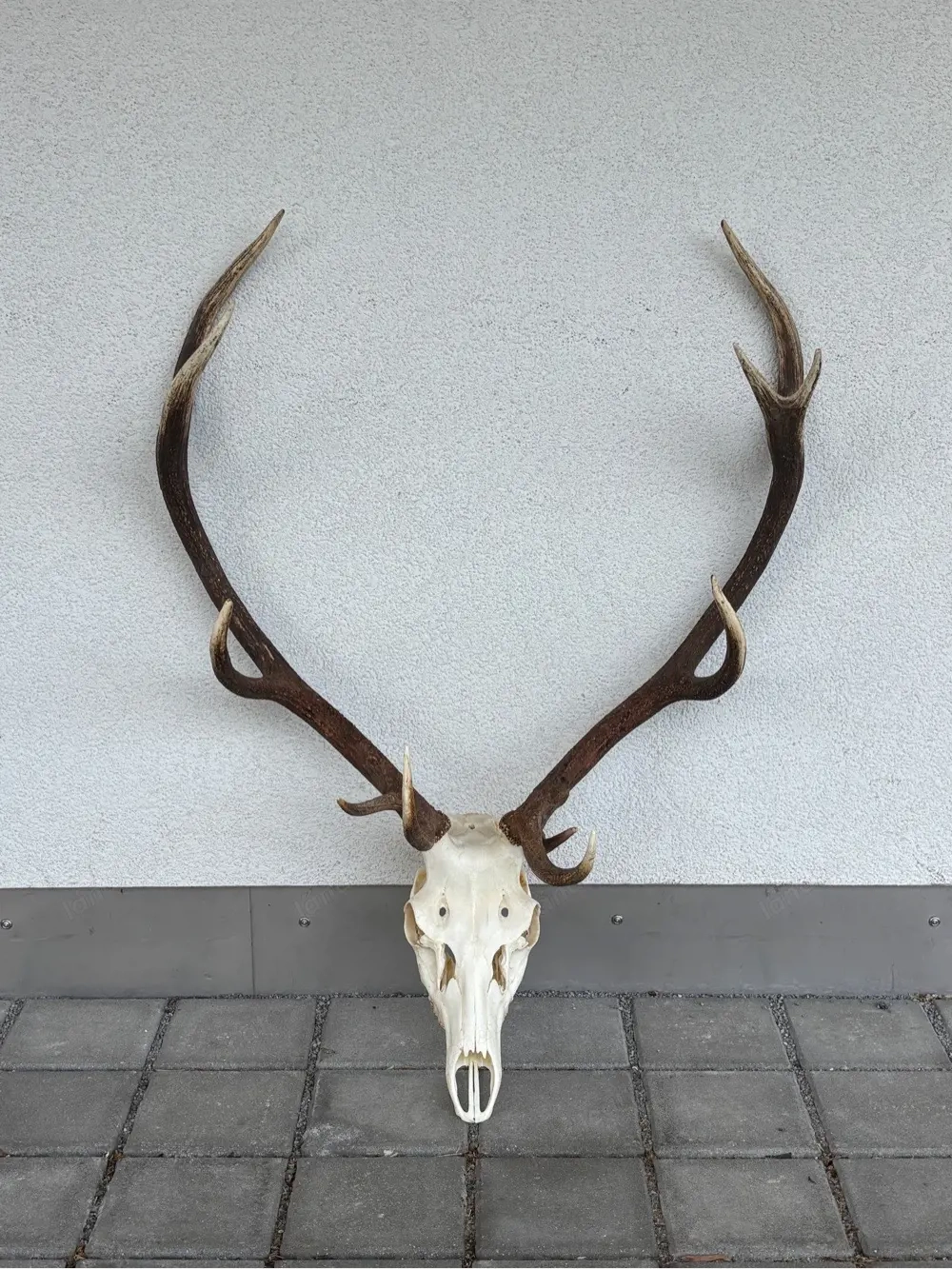 Eindrucksvolles Rothirsch-Geweih mit Schädel - 11 Ender - 110 cm Spannweite