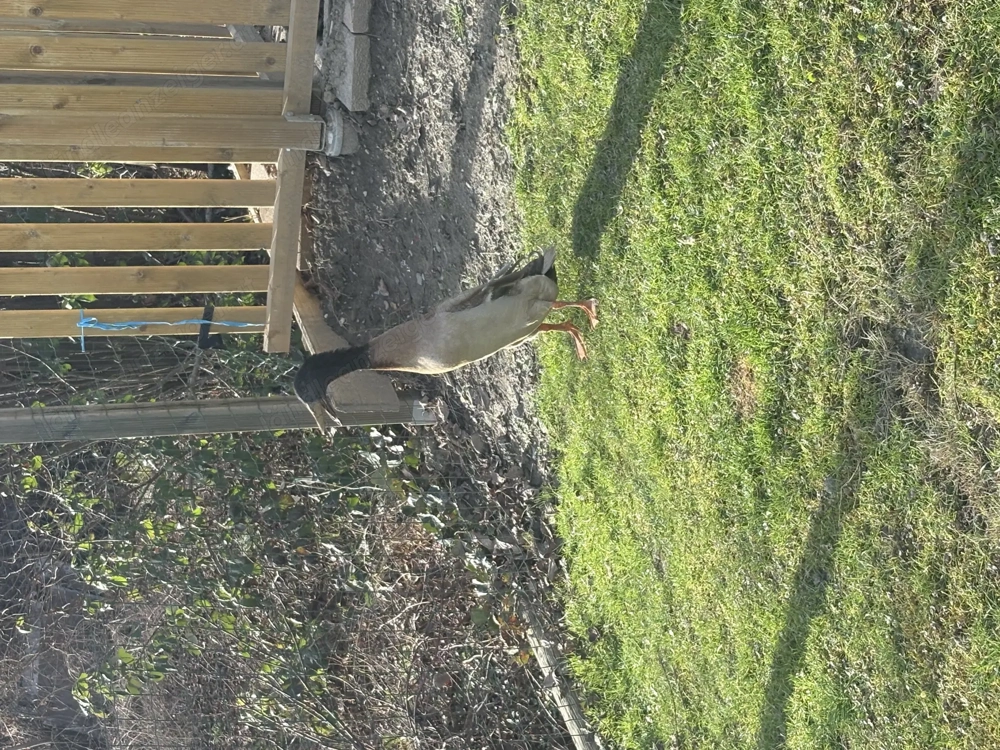 Laufenten Erpel zu verschenken