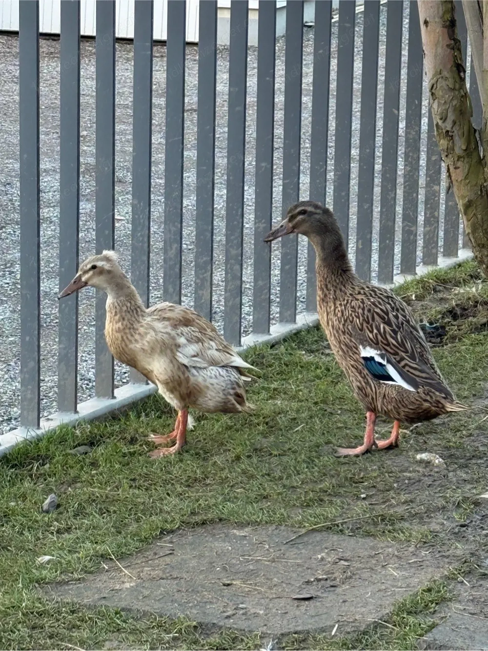 Laufenten (2 Weibliche)