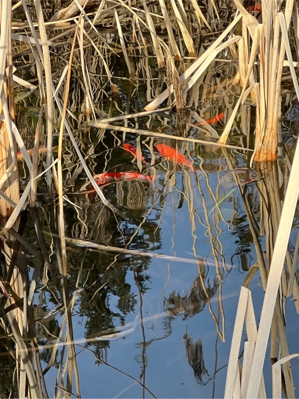 Goldfische u. Shubunkin