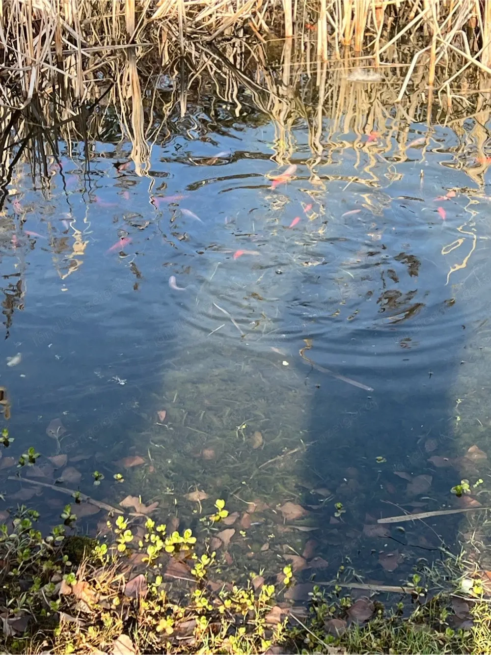 Goldfische u. Shubunkin