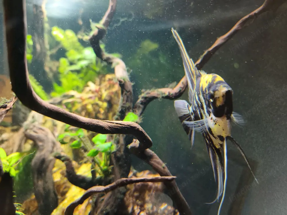 2 Skalare suchen neues Zu Hause