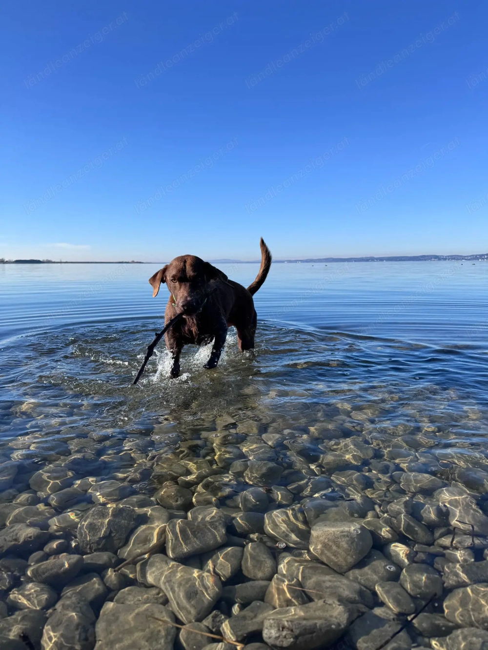 Gassi Service rund um Hard