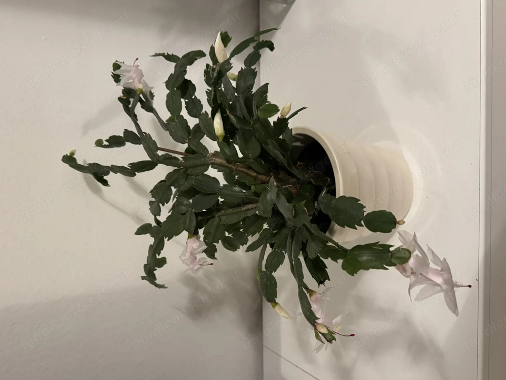 Schlumbergera Pflanze