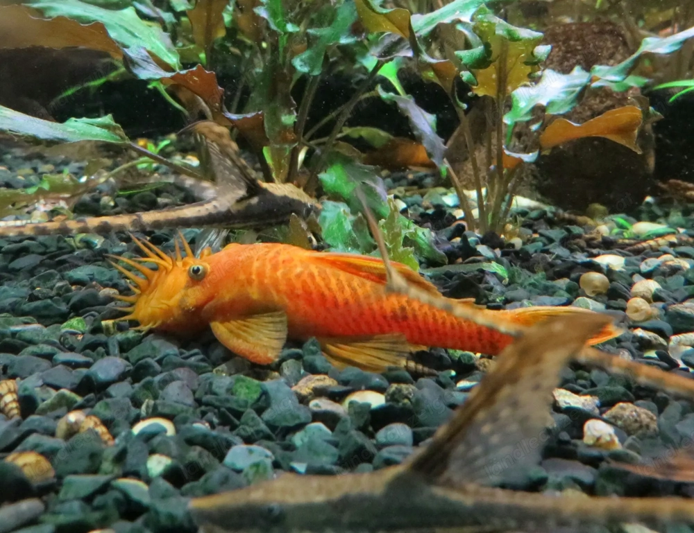 Antennenwels Rot - Orange ,  Aquarium Fische 