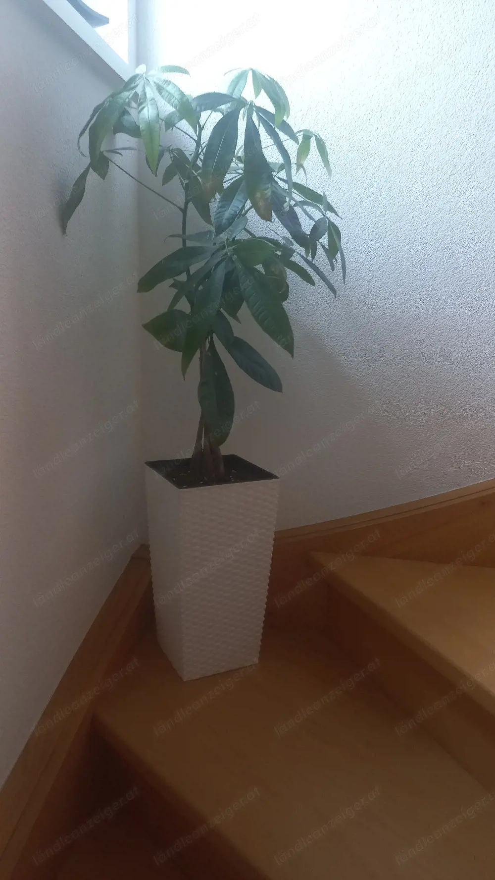 Glückskastanie im Topf Zimmerpflanze