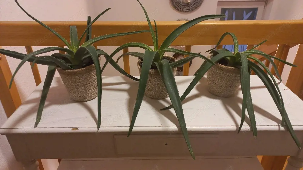 3 Aloe Vera Pflanzen 