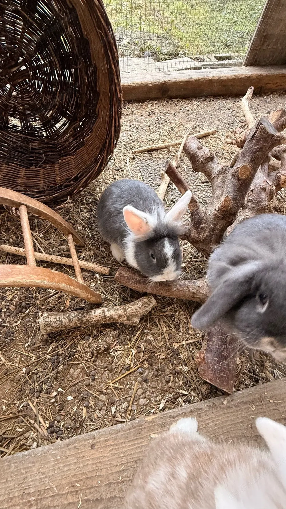 Löwenkopf Zwergkaninchen