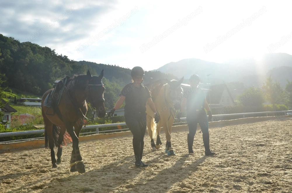 Reitbeteiligung zu vergeben ab 18 J oder Mama   Kind Team