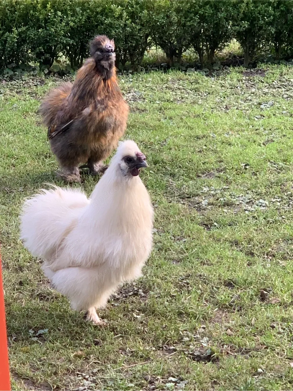 Verschenke Seidenhähne