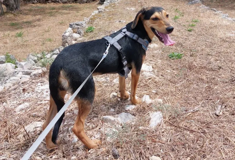 Keni - NOTFALL Österreich