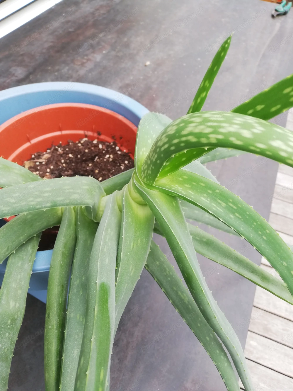 Aloe Vera Pflanze