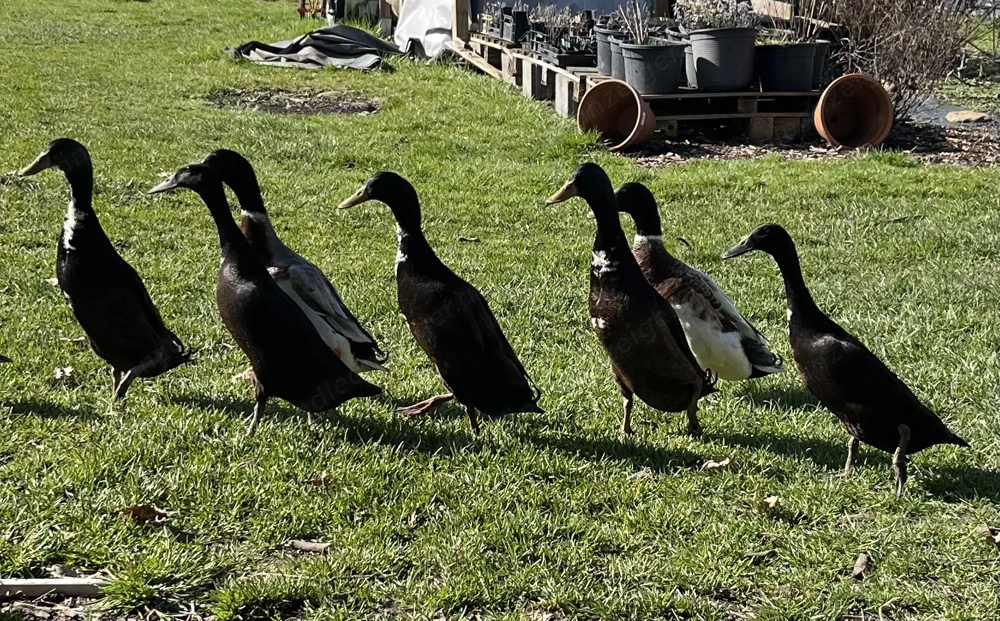 Laufentenerpel zu vergeben