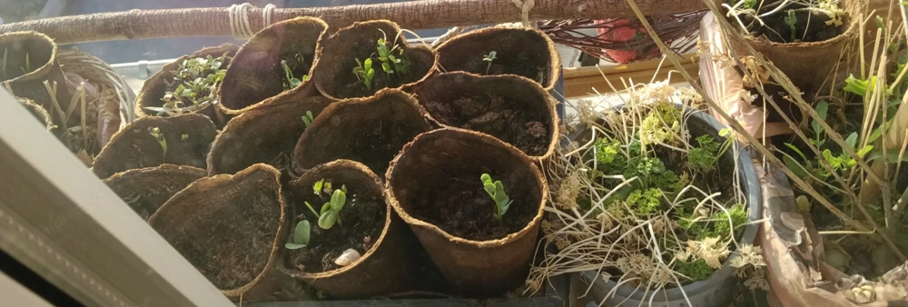 Schreber FamilienGarten zur Pacht suche