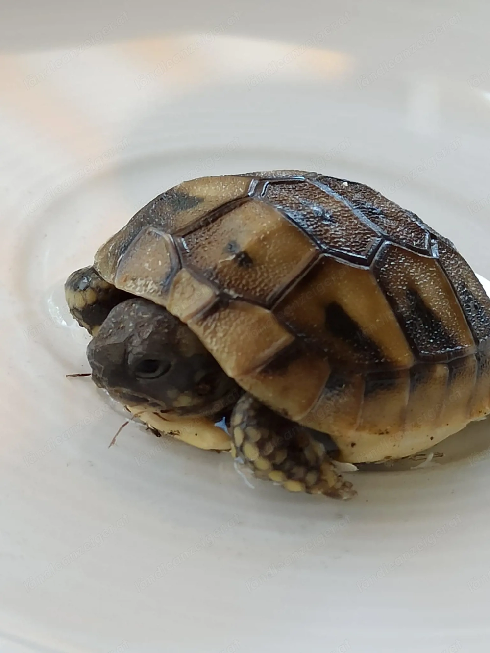Griechische Landschildkröten 1 jährig an guten Platz zu verkaufen