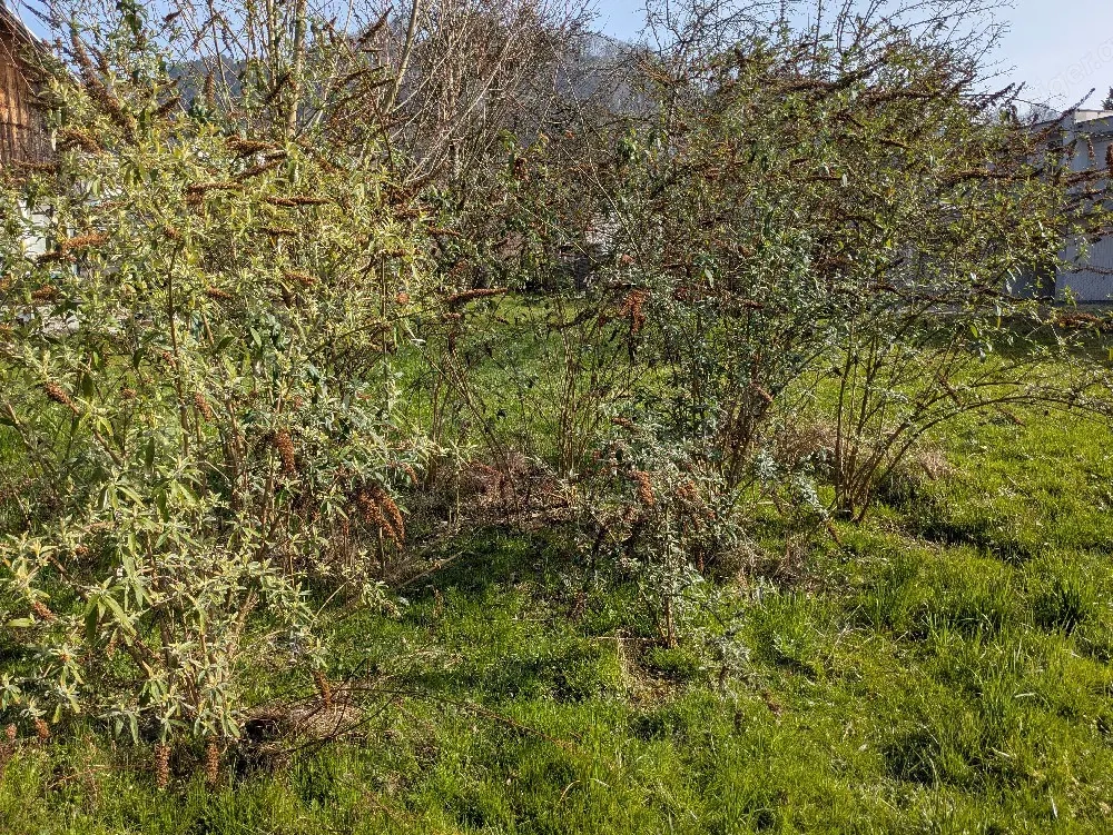 Schmetterlingsflieder und Schwertlilien