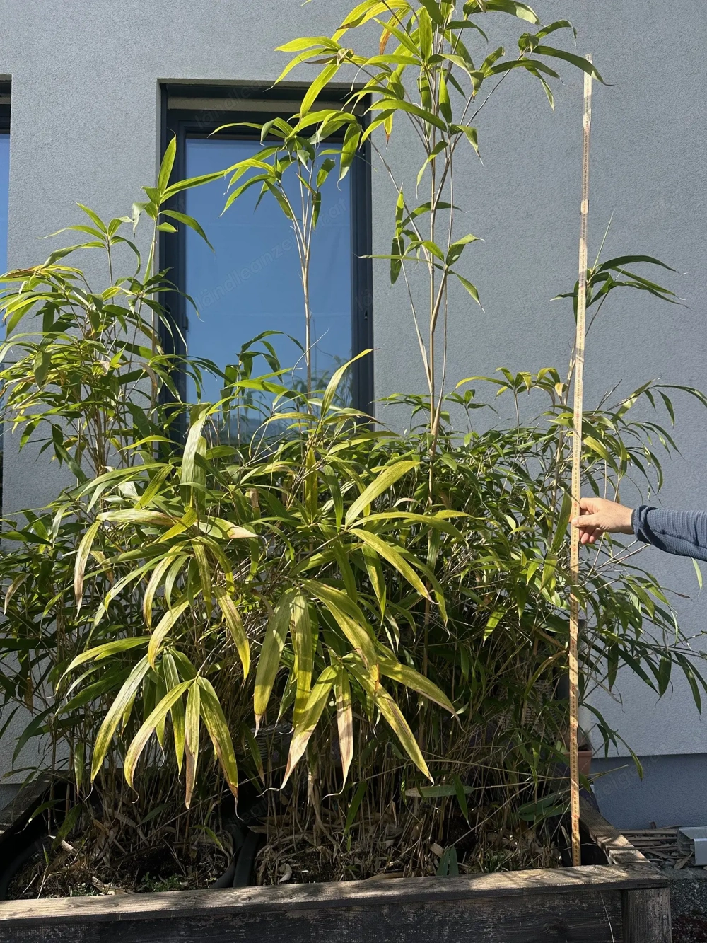 Bambus (4 Stück) zu verkaufen!