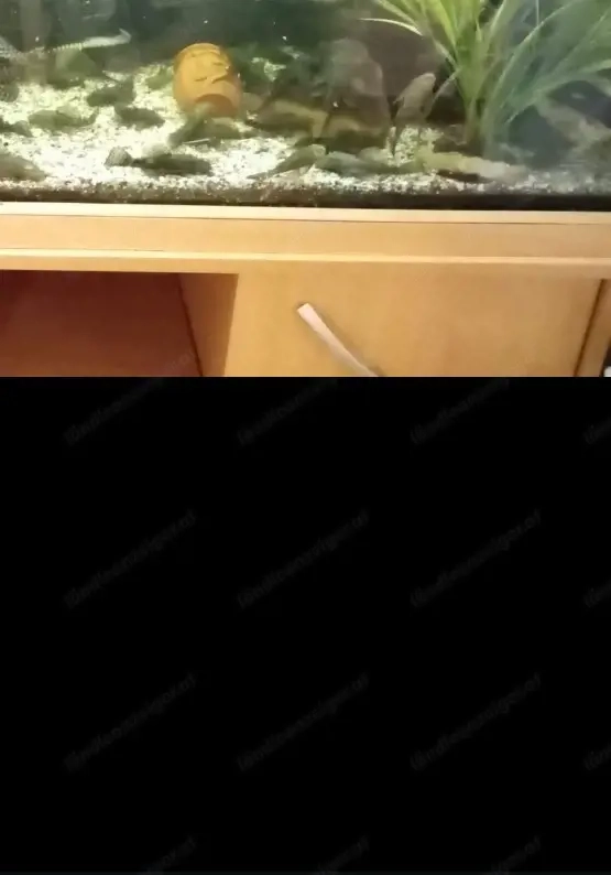 Bodenputzer wels zuverschenken