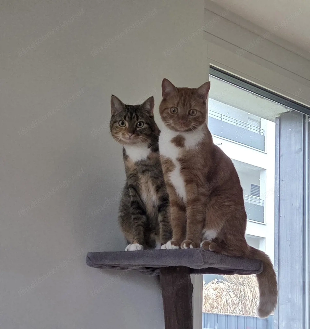Zwei Katzendamen suchen ein Zuhause