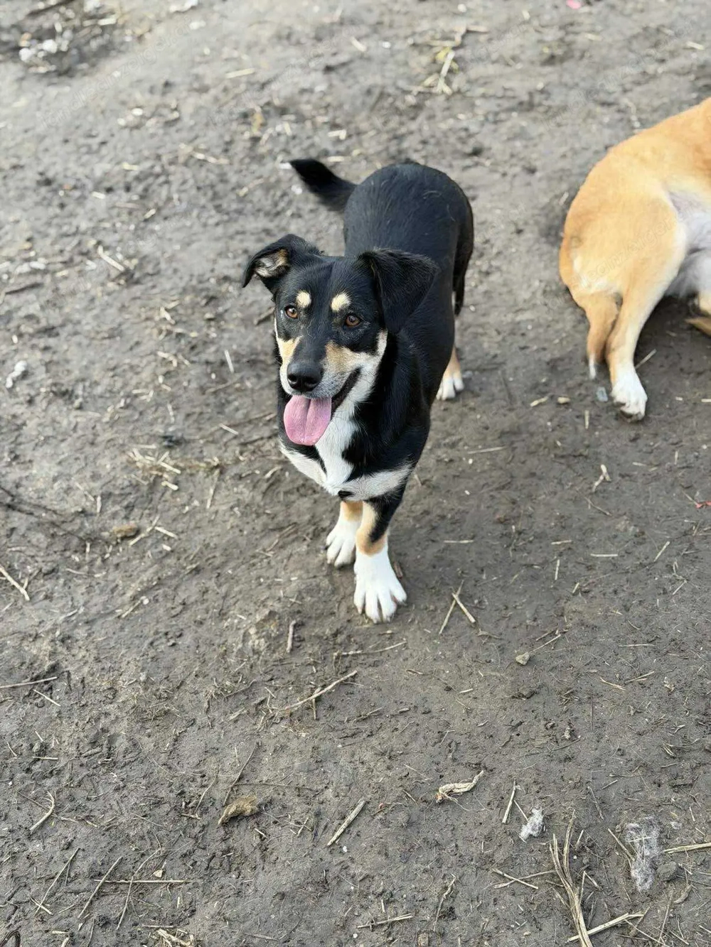 Ivy - ein zuckersüßer Wirbelwind