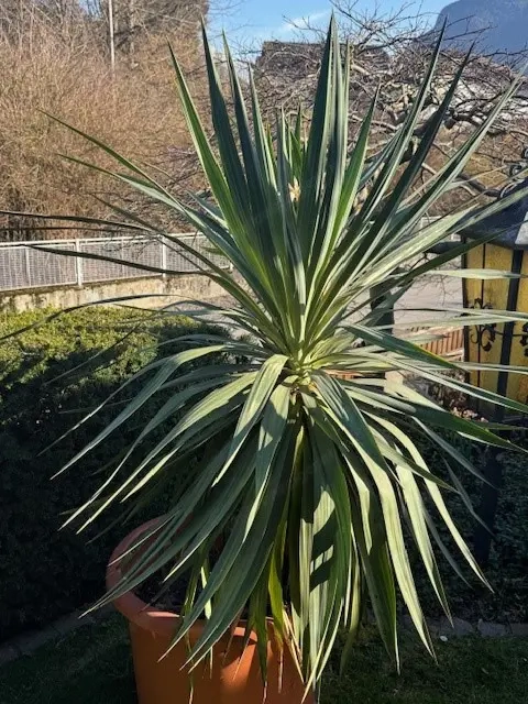 2Stk Palmen abzugeben!