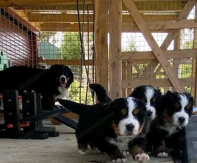 Berner Sennenhund-Welpe zu verkaufen   