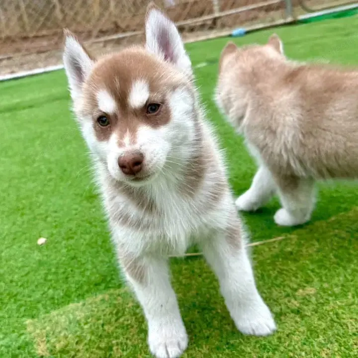 Wunderschöner Siberian Husky Welpe sucht ein liebevolles Zuhause   