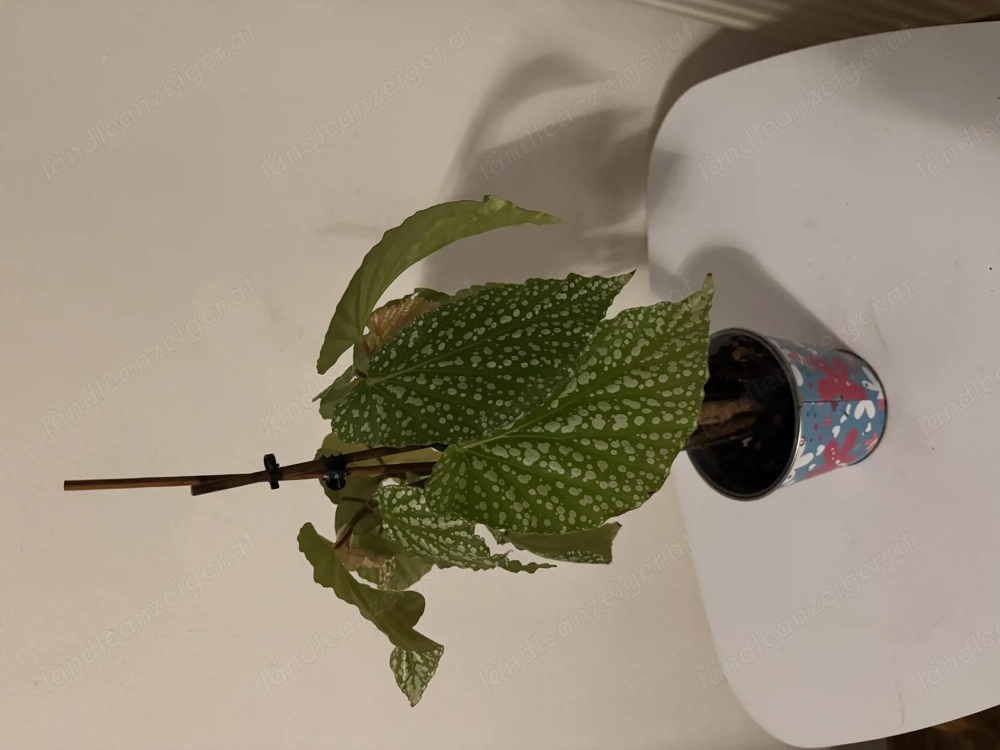 Begonia pflanze