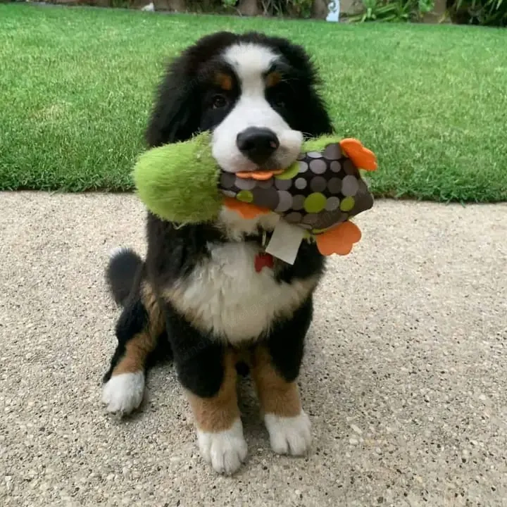 Berner Sennenhundwelpe abzugeben.