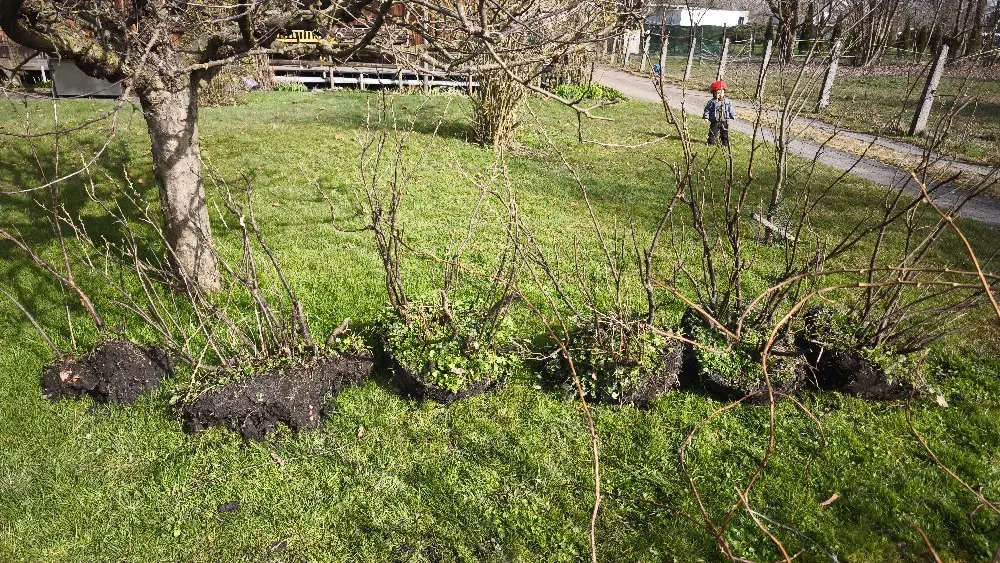 Schwarze Johannisbeer