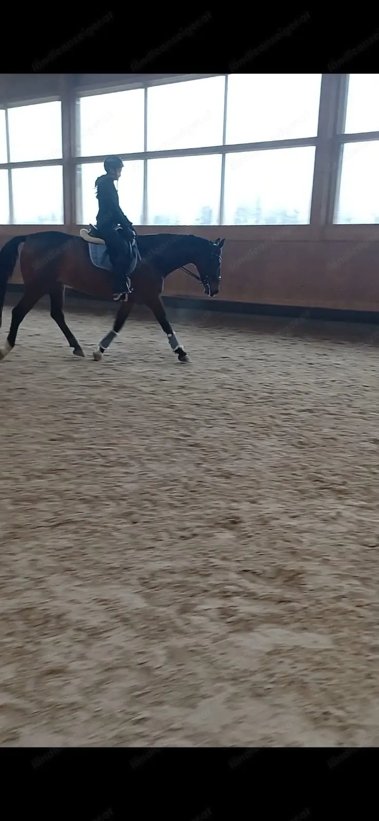 Reitbeteiligung gesucht 