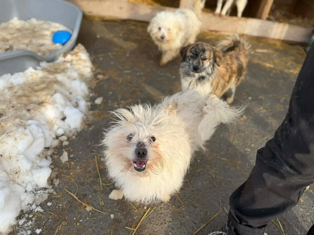 Gil - ein kleines Herz auf der Suche nach Sicherheit