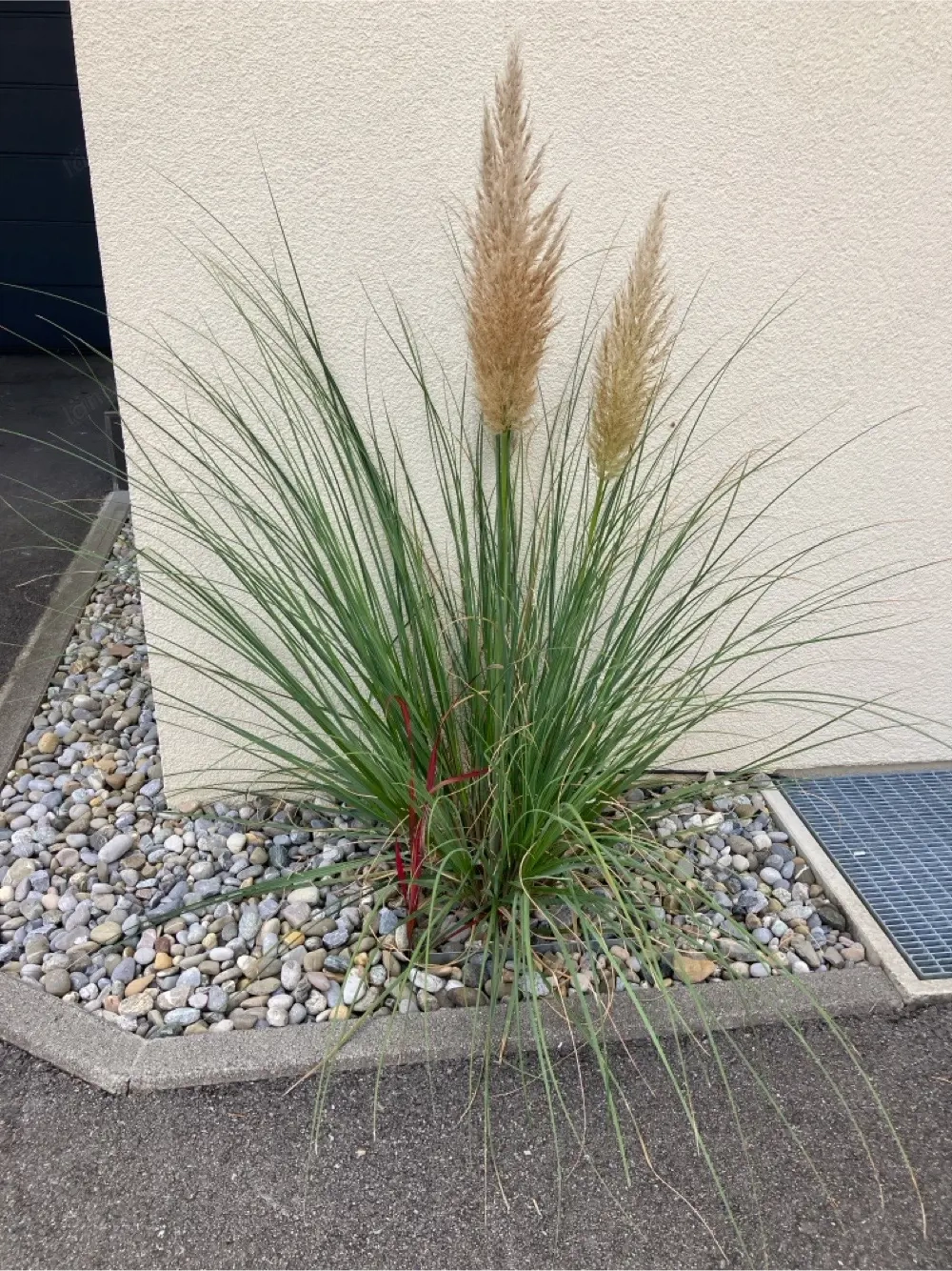 diverse Gräser zu verkaufen