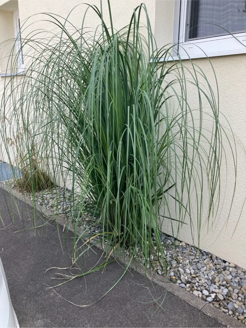  Gräser zu verkaufen