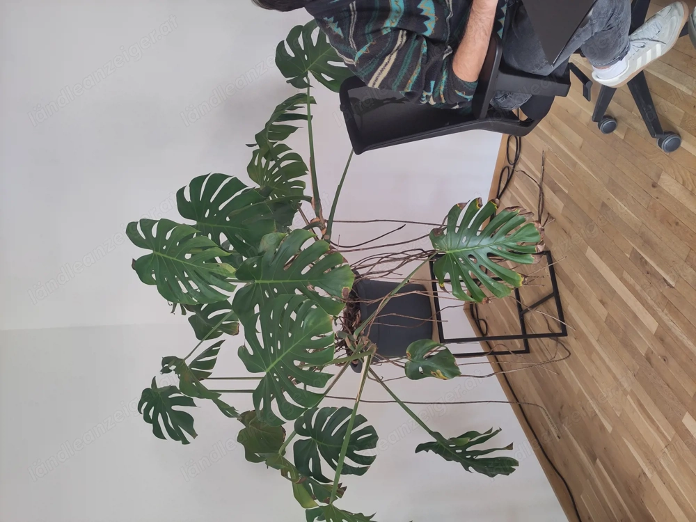 Riesige Monstera