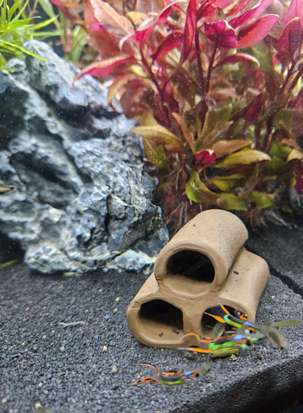 Endler Guppys, schimmernd grün-rot, ausgewachsen