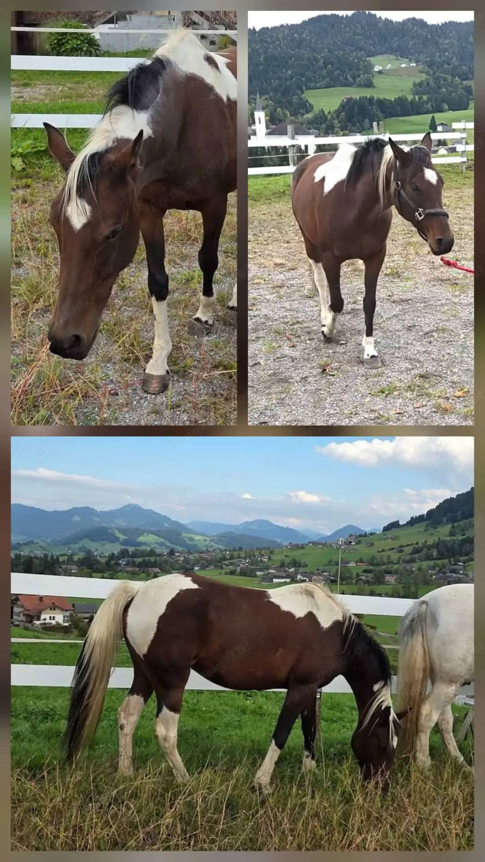 Reitbeteiligung im Bregenzerwald gesucht