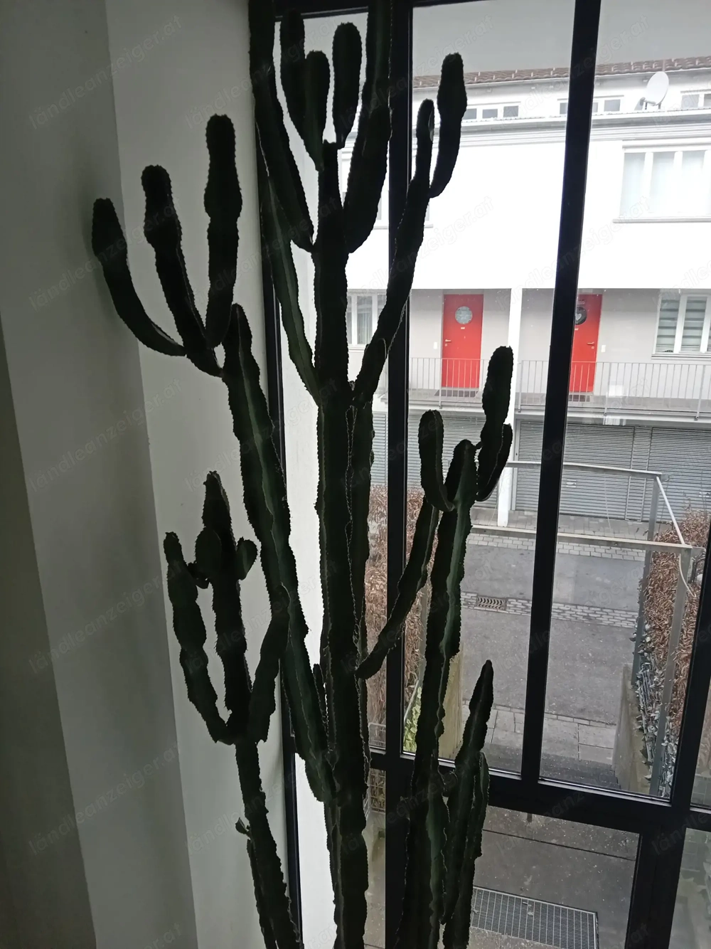 Riesenkaktus ca.5 Meter hoch,über 30Jahre alt