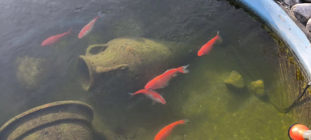 Verschenke 6 Koi, größe ca. 12 - 20 cm