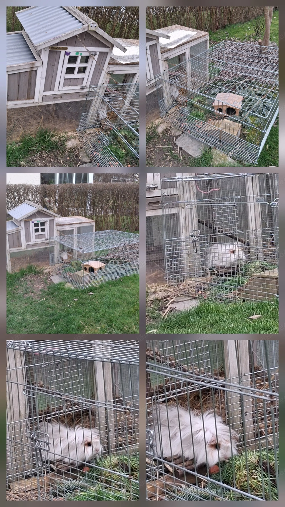 Langhaarmeerschweinchen 