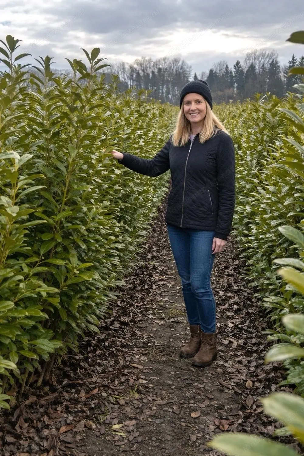 Kirschlorbeer Hecke 160 200 cm   sofort blickdicht | Feldware Top Qualität