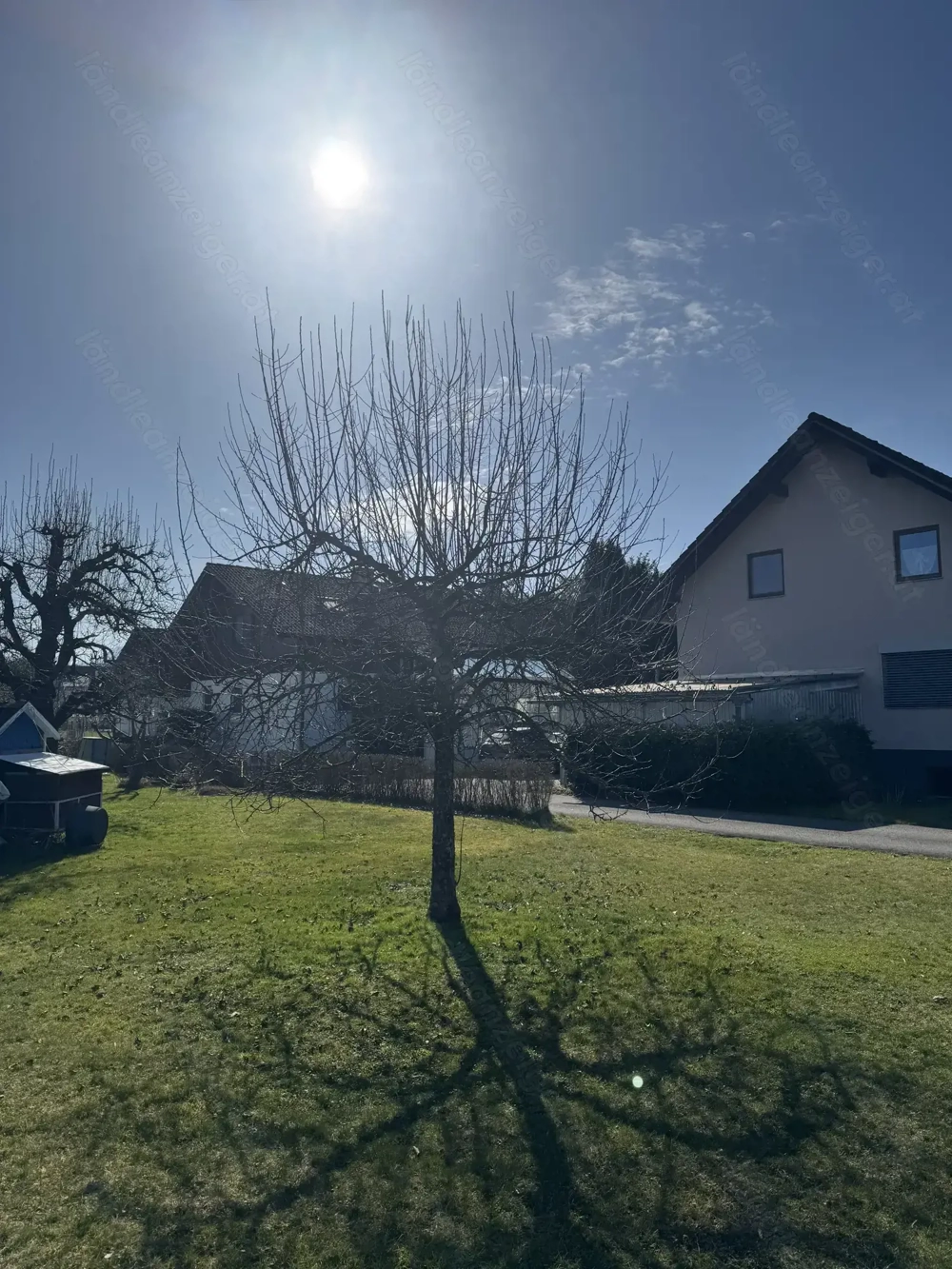 Apfelbaum gratis zum ausgraben 