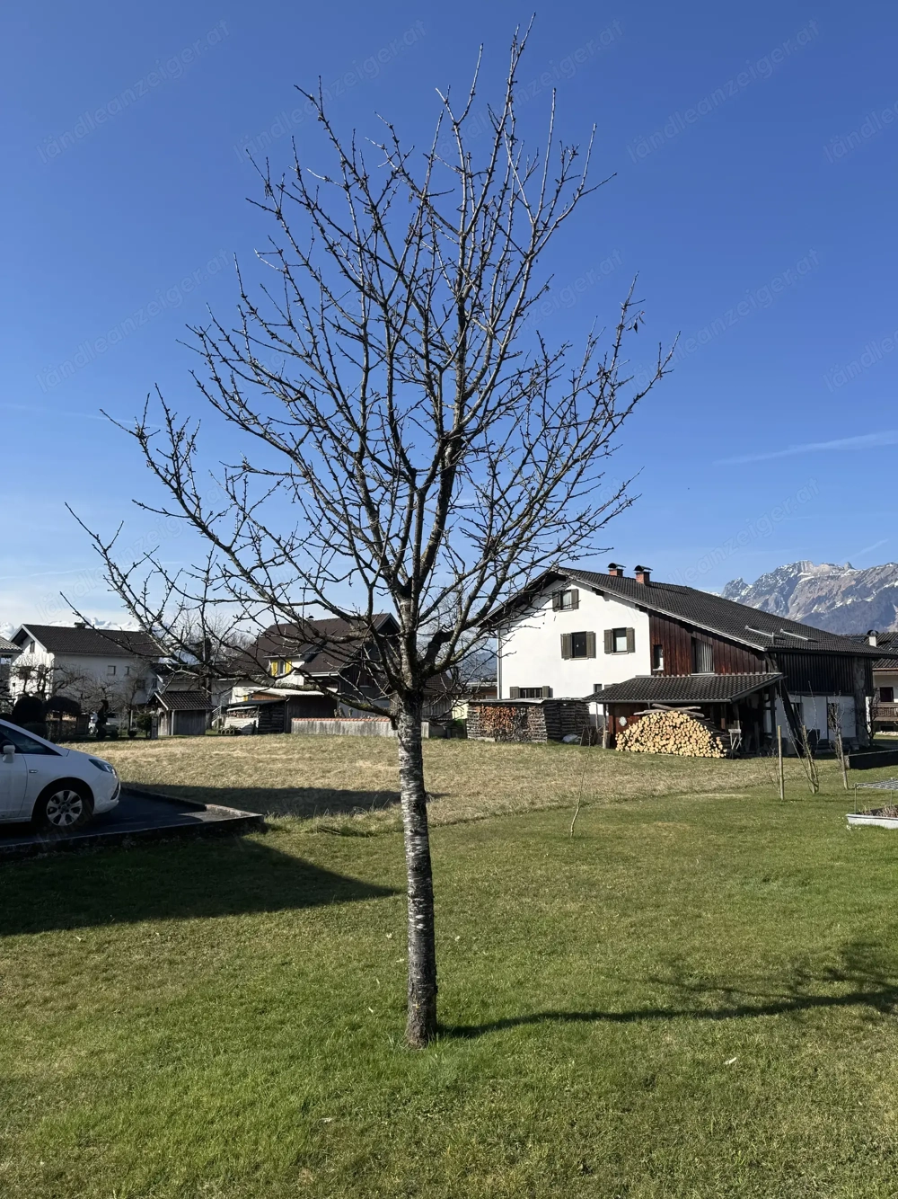 Kirschbaum zu verschenken