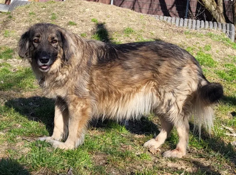 Tessa - NOTFALL Österreich