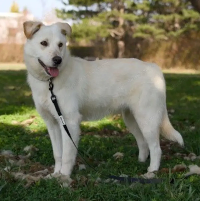 Clara - NOTFALL Österreich